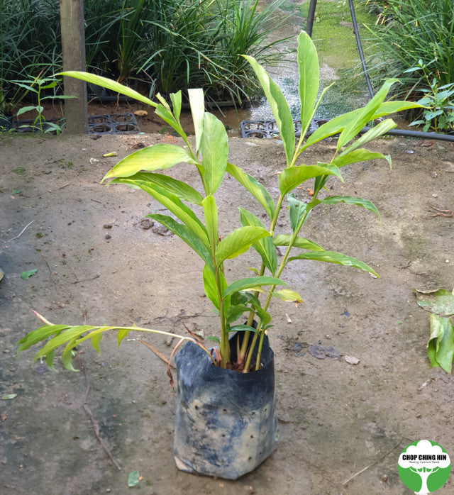 Alpinia purpurata