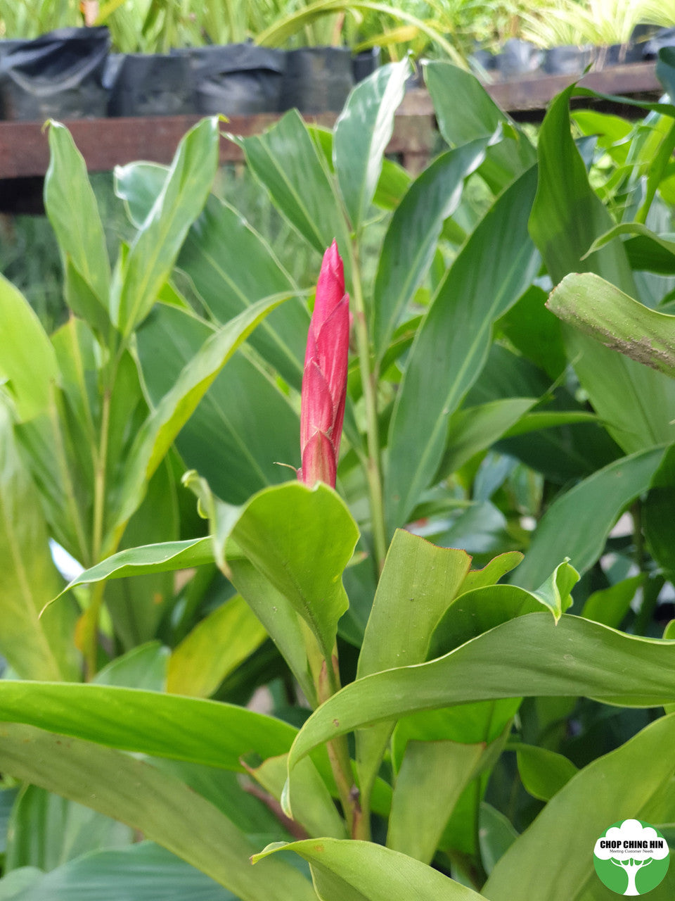 Alpinia purpurata