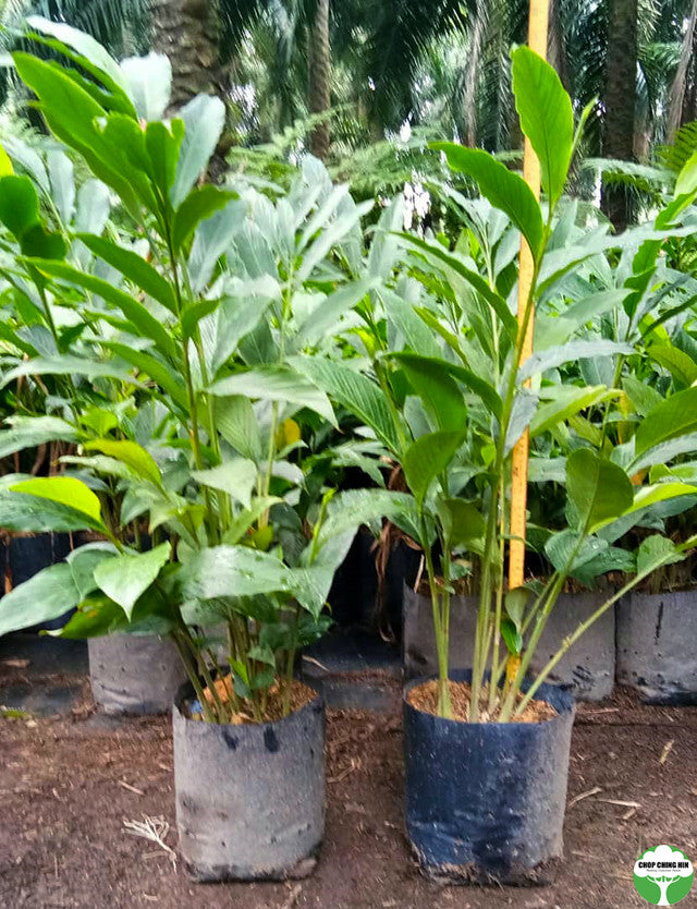 Alpinia purpurata