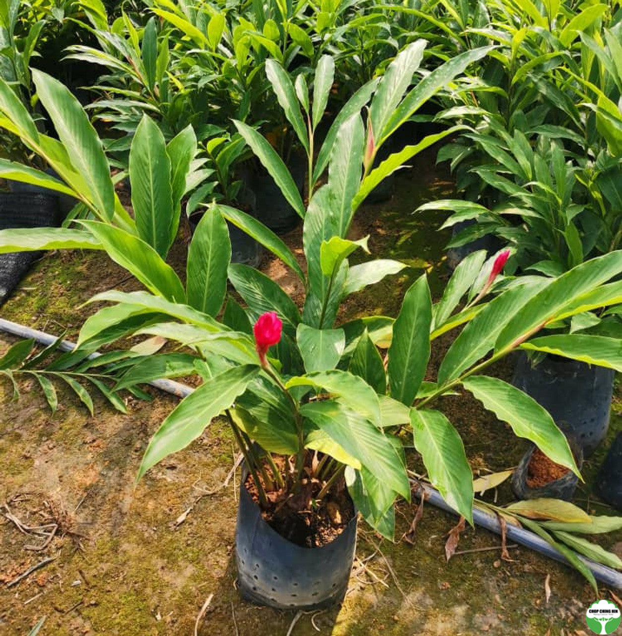 Alpinia purpurata