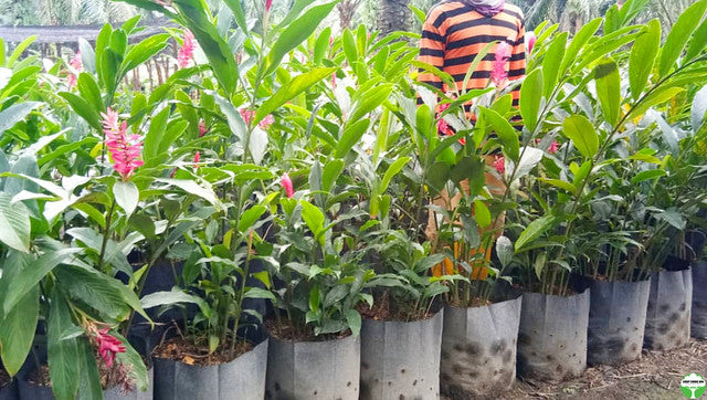 Alpinia purpurata
