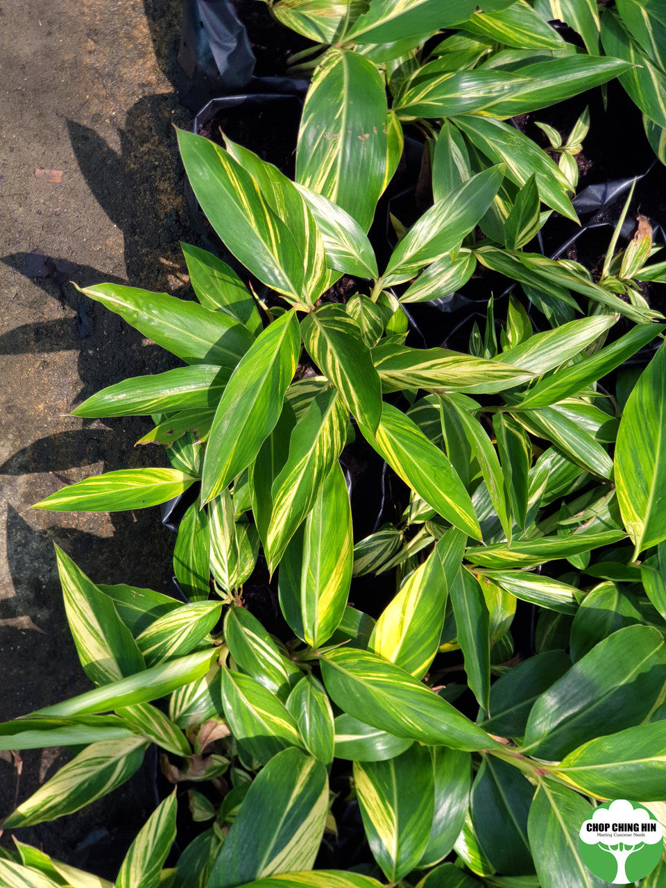 Alpinia zerumbet 'Variegata'