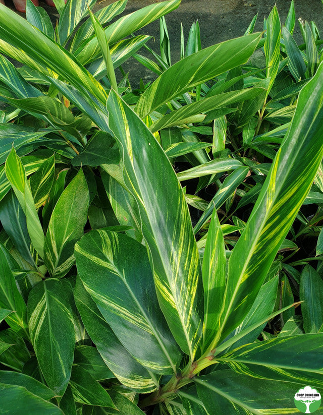 Alpinia zerumbet 'Variegata'