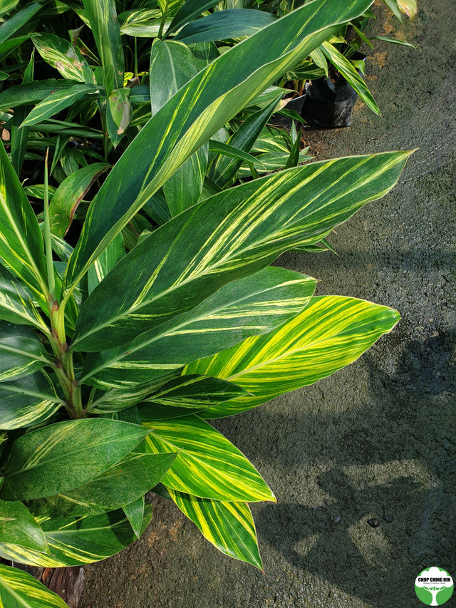 Alpinia zerumbet 'Variegata'