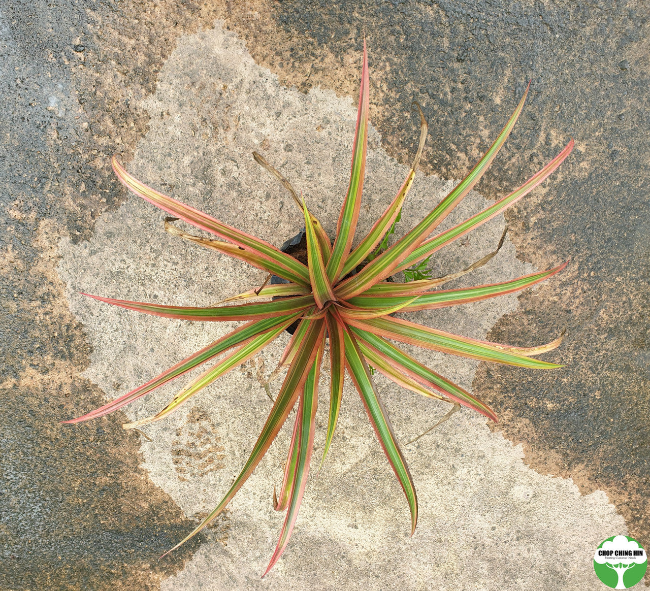 Ananas bracteatus 'Striatus'