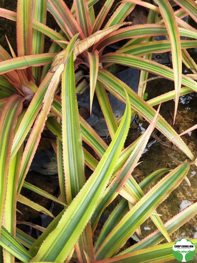 Ananas bracteatus 'Striatus'