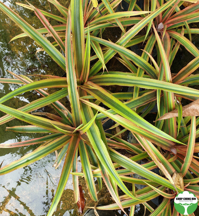 Ananas bracteatus 'Striatus'