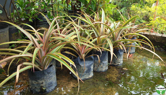 Ananas bracteatus 'Striatus'
