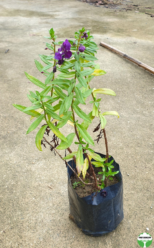 Angelonia angustifolia