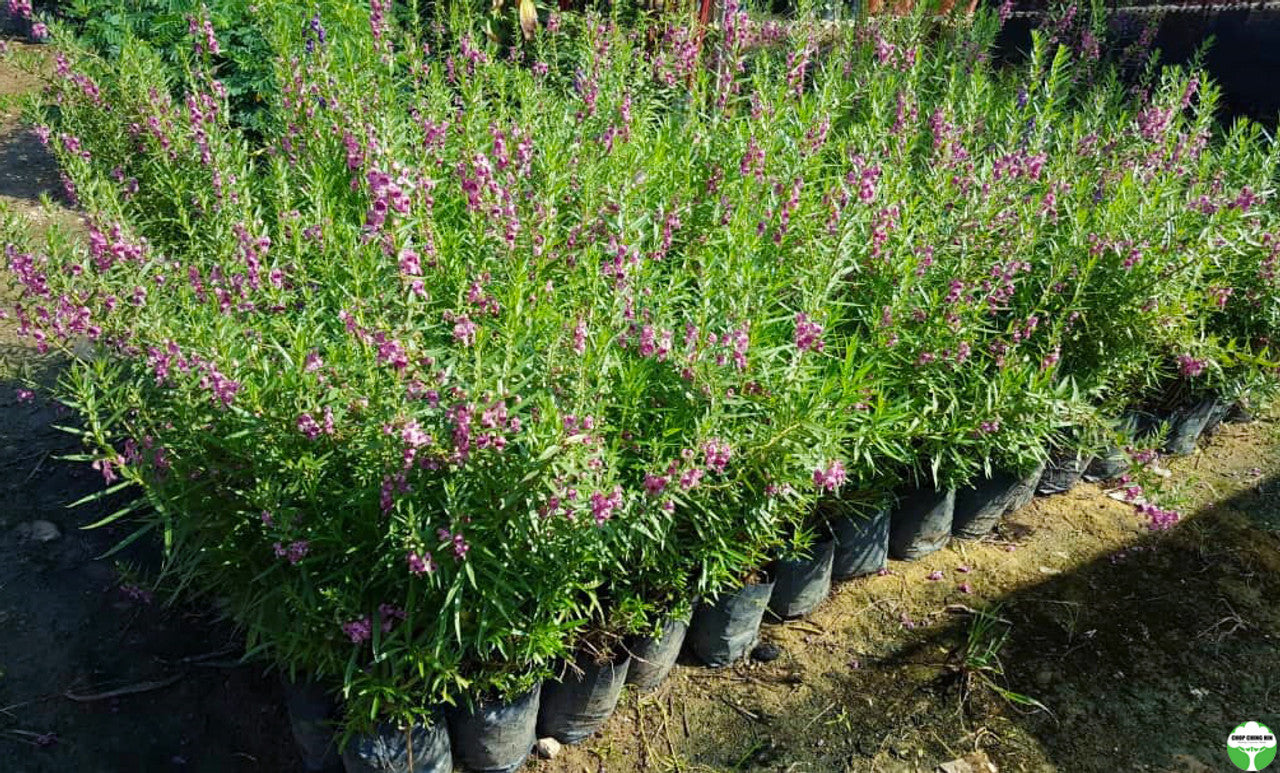 Angelonia angustifolia 'Balangdaros'
