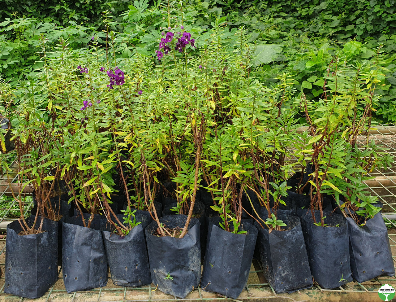 Angelonia angustifolia