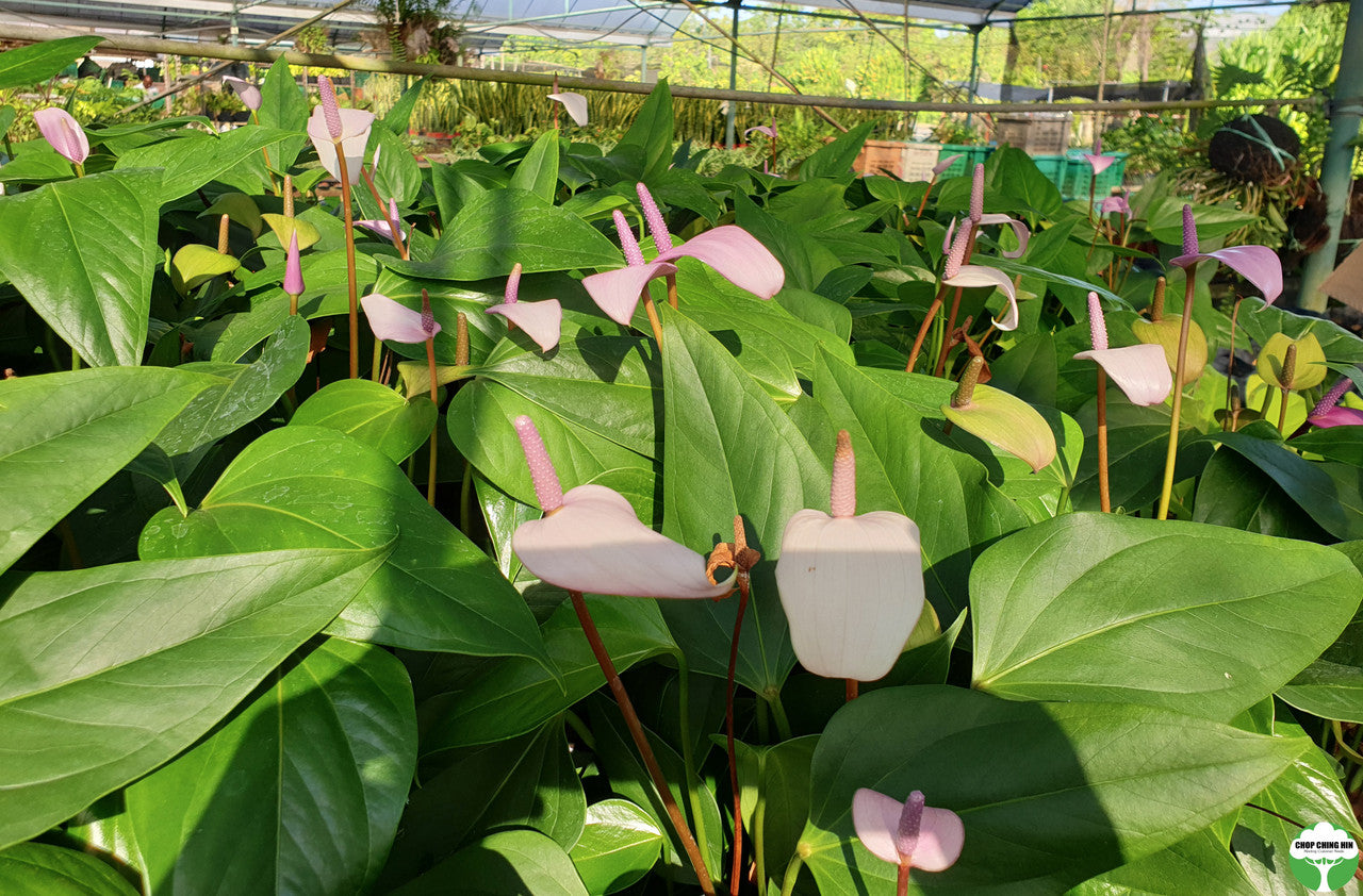 Anthurium cultivar