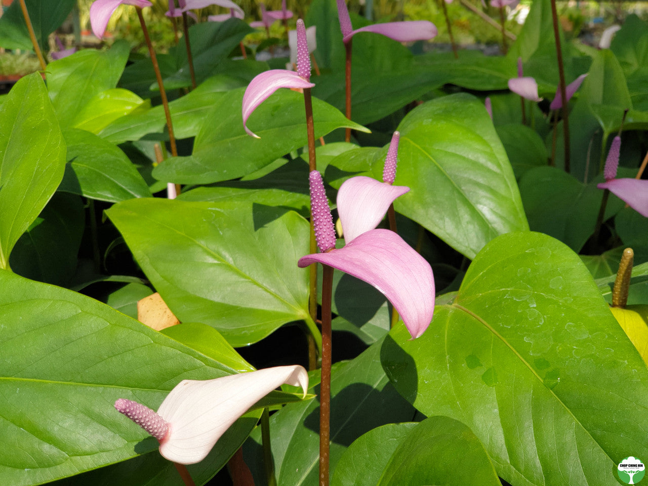 Anthurium cultivar