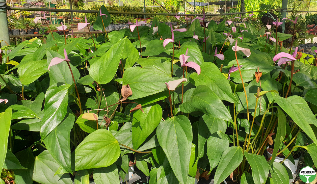 Anthurium cultivar