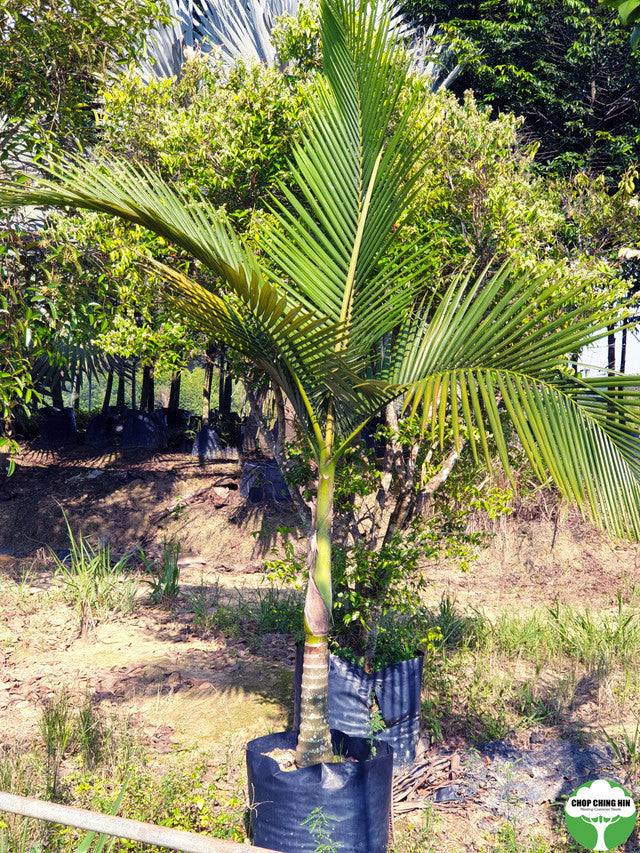 Archontophoenix alexandrae