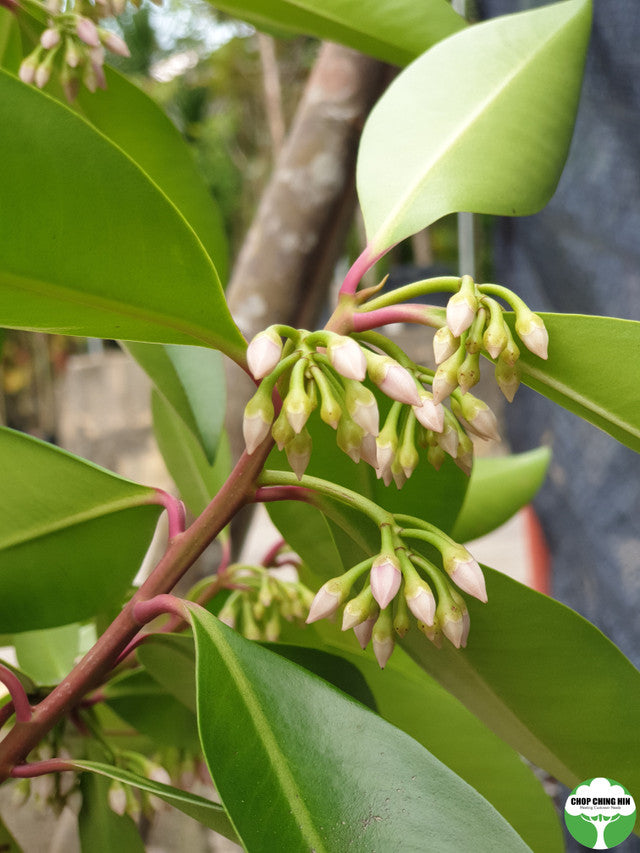 Ardisia elliptica