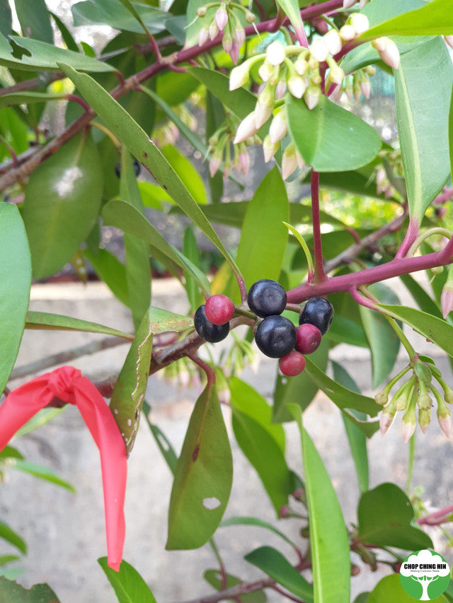 Ardisia elliptica