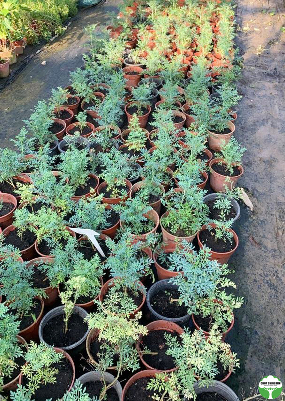 Artemisia vulgaris