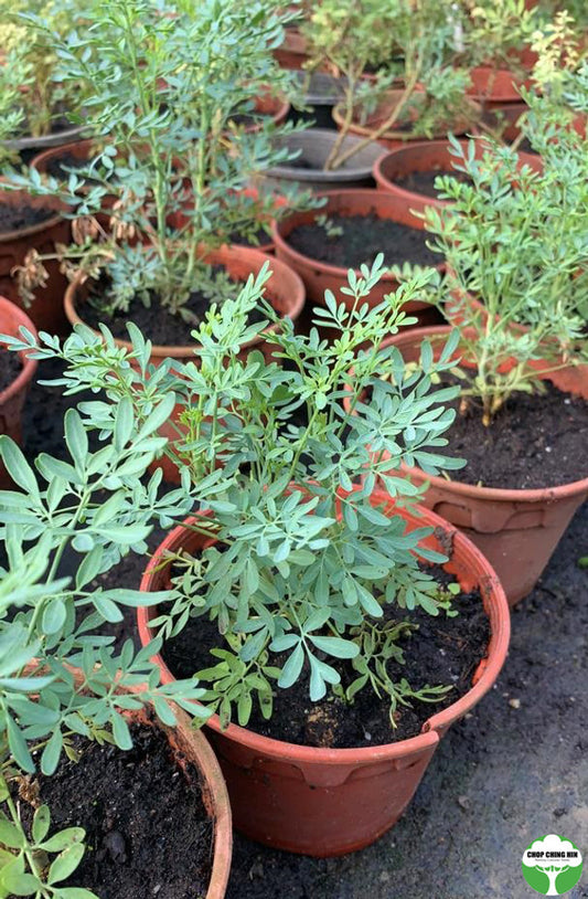 Artemisia vulgaris