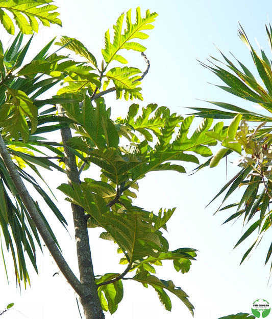 Artocarpus altilis