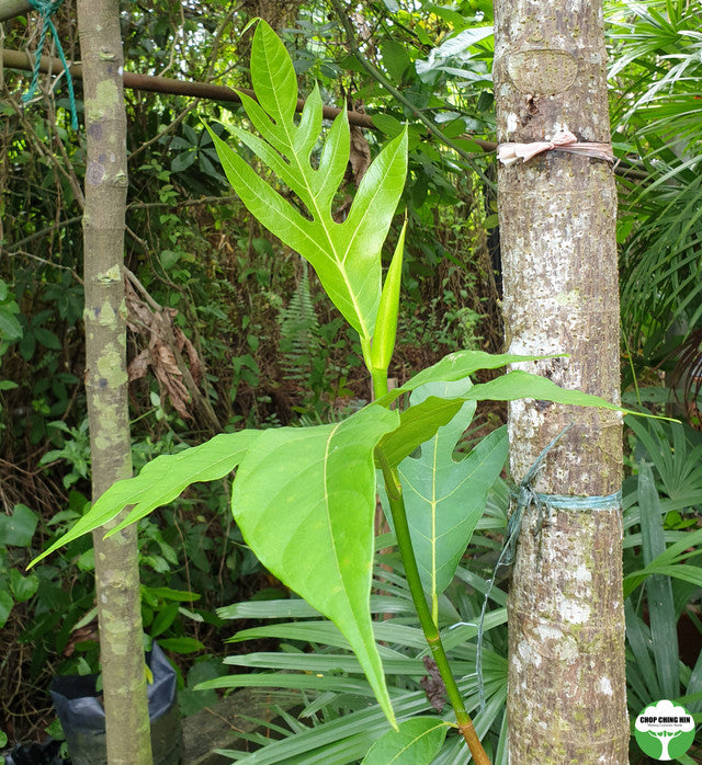 Artocarpus altilis