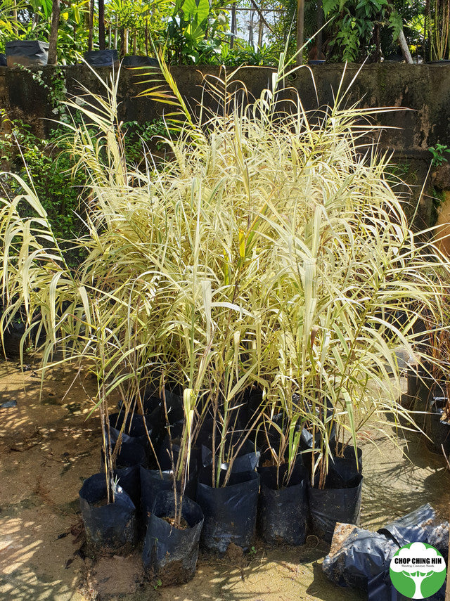 Arundo donax 'Versicolor'