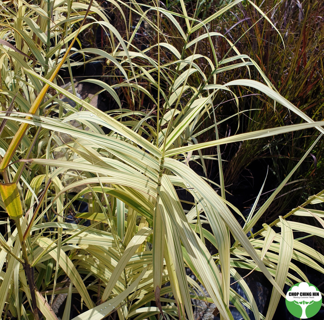 Arundo donax 'Versicolor'