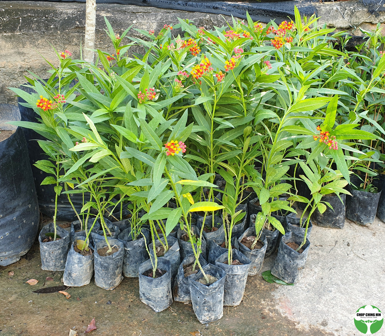 Asclepias curassavica