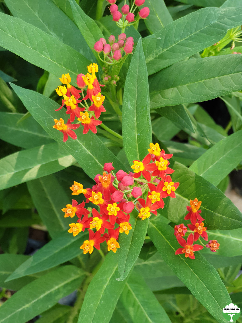 Asclepias curassavica
