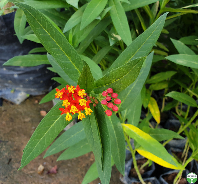 Asclepias curassavica