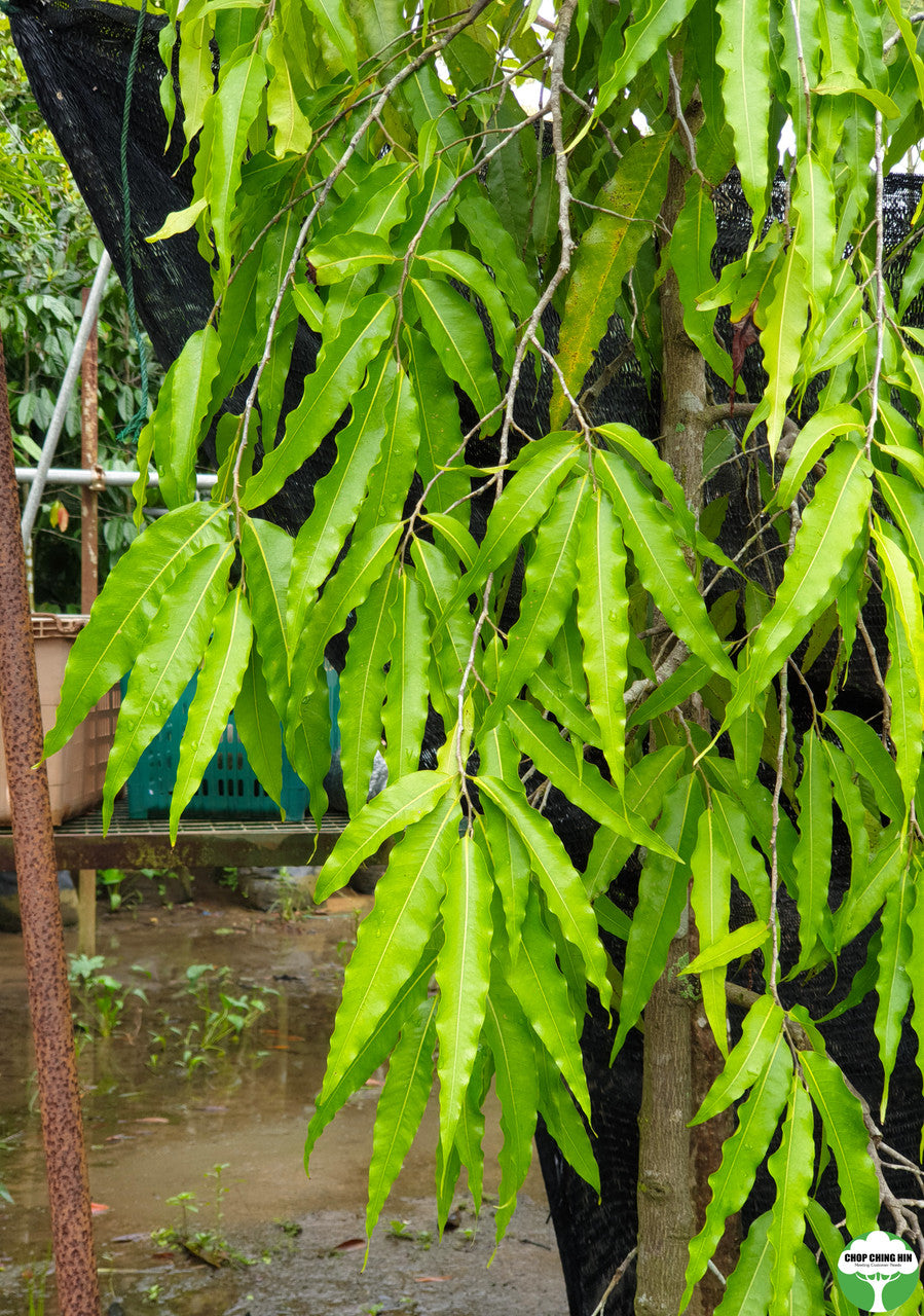 Monoon longifolium var. pendula