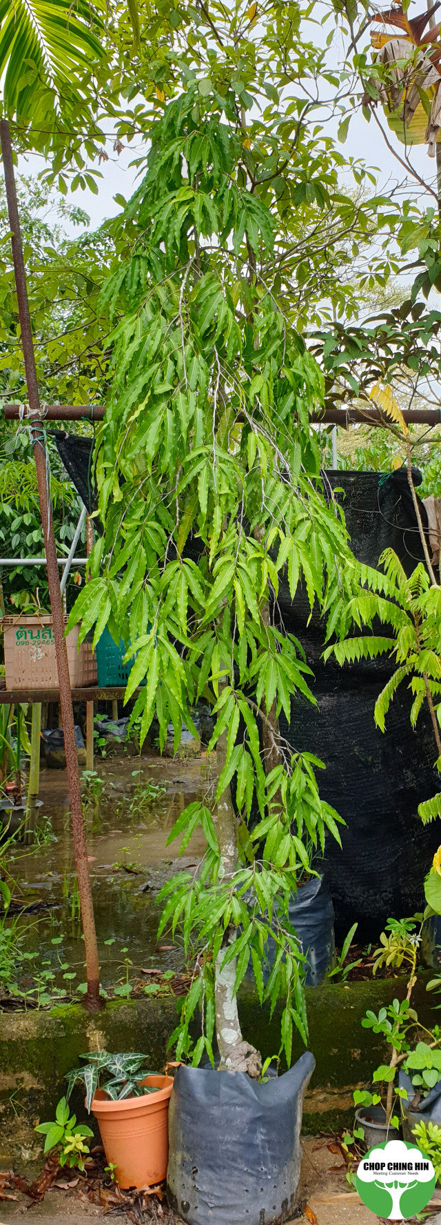 Monoon longifolium var. pendula