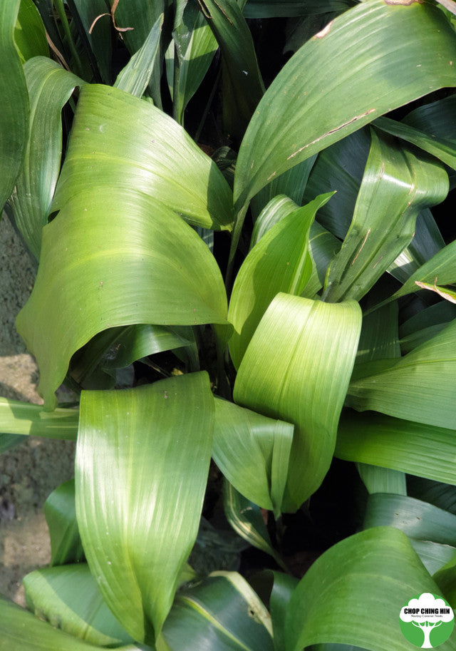 Aspidistra elatior