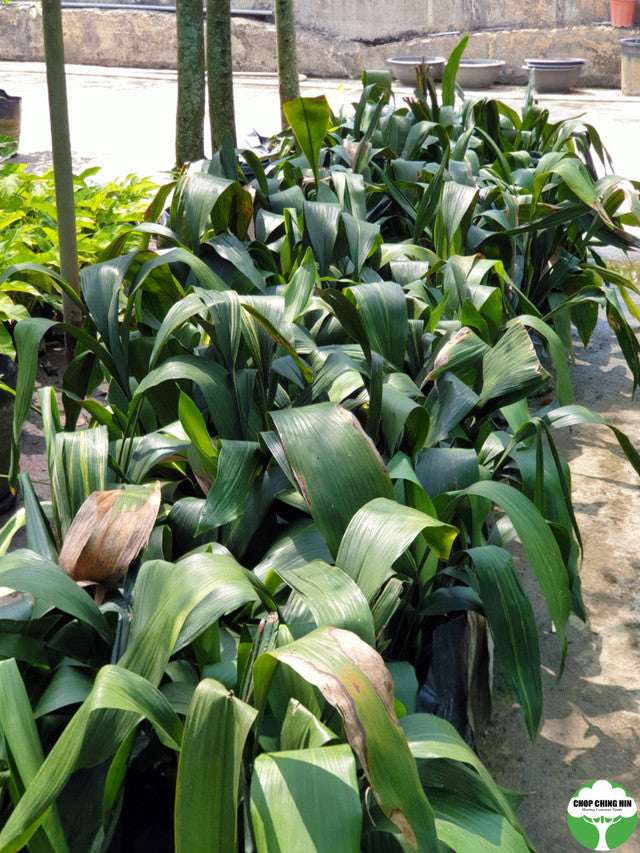Aspidistra elatior