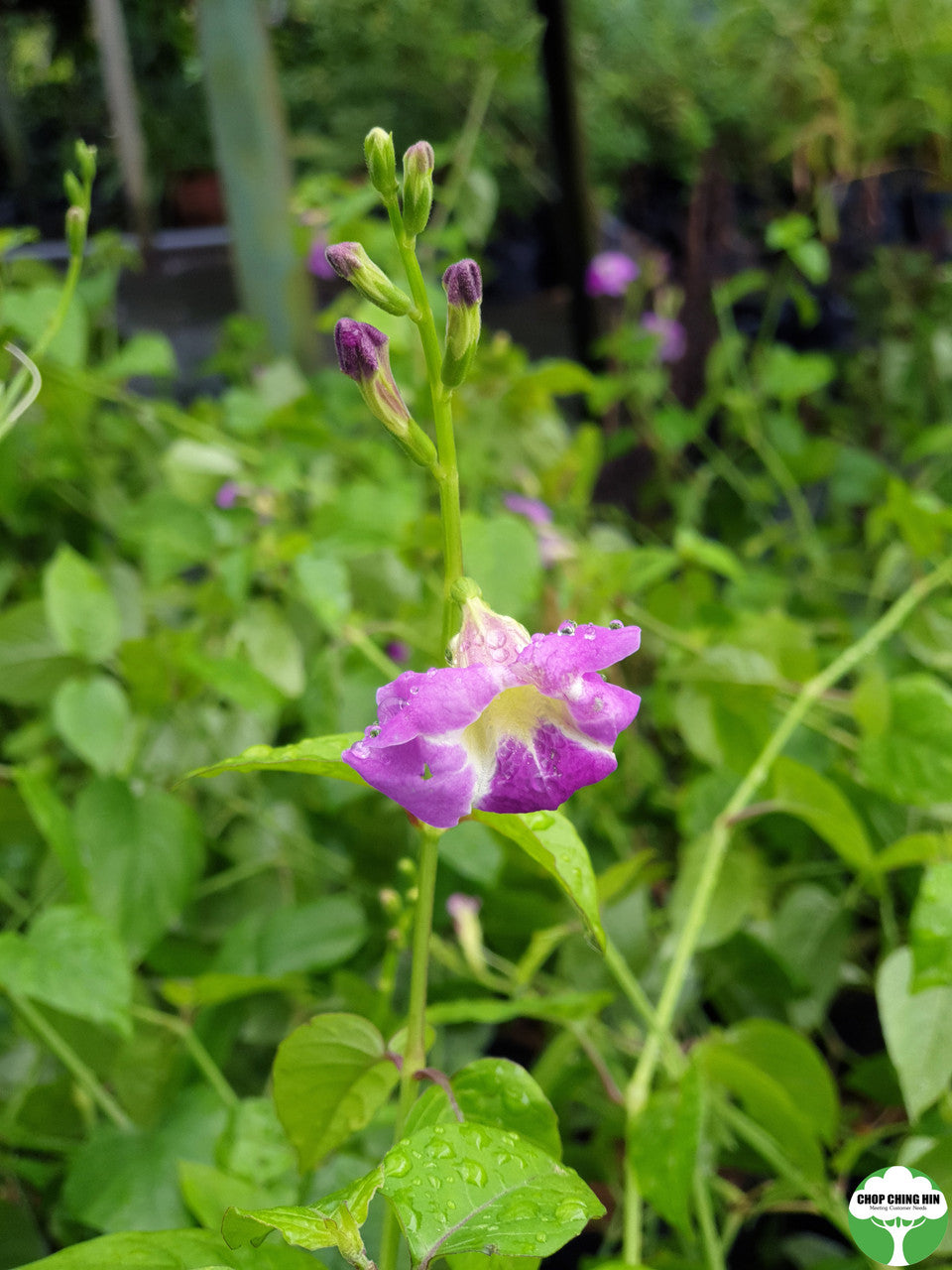 Asystasia gangetica