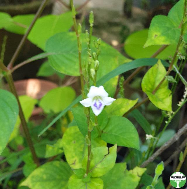 Asystasia gangetica