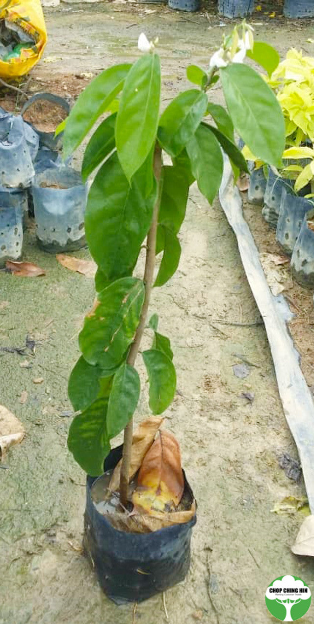 Baphia nitida
