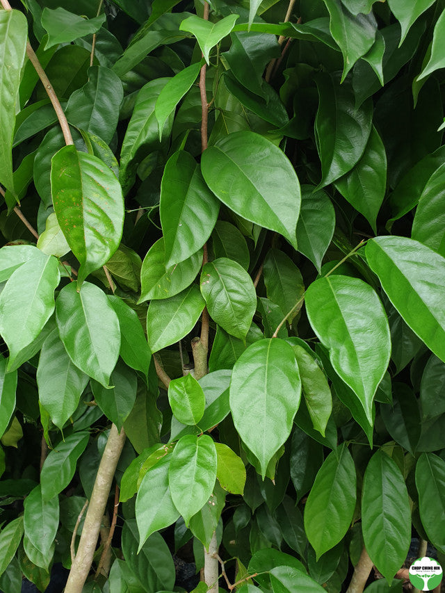 Baphia nitida