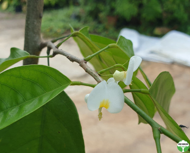 Baphia nitida