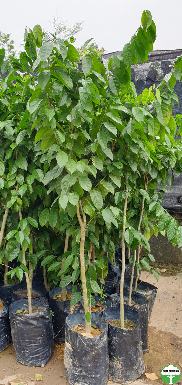 Baphia nitida