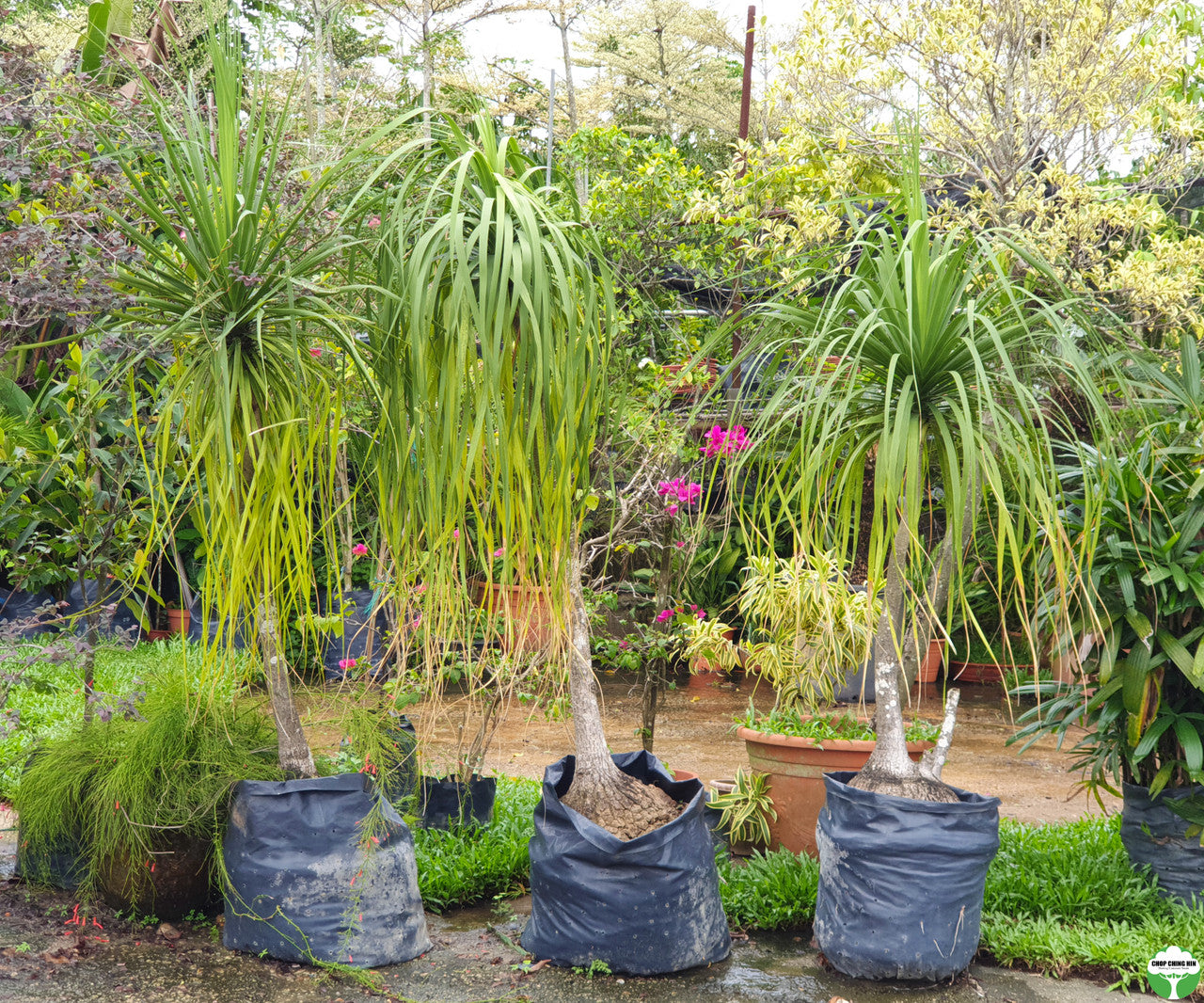 Beaucarnea recurvata