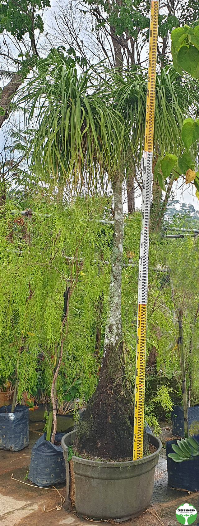 Beaucarnea recurvata