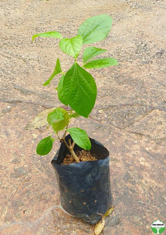 Bignonia magnifica