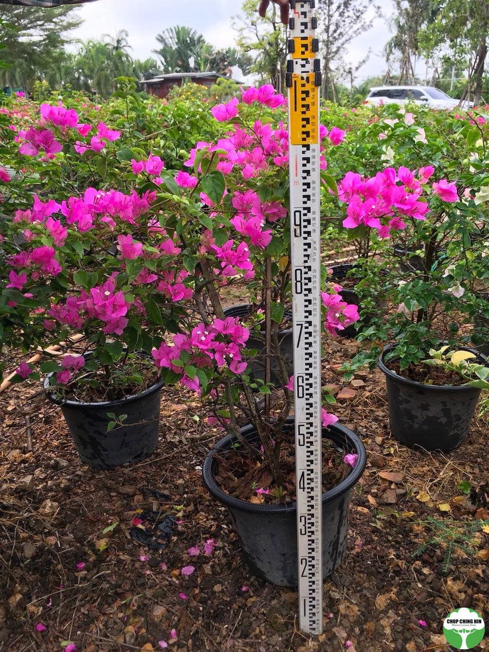 Bougainvillea glabra 'Magnifica'