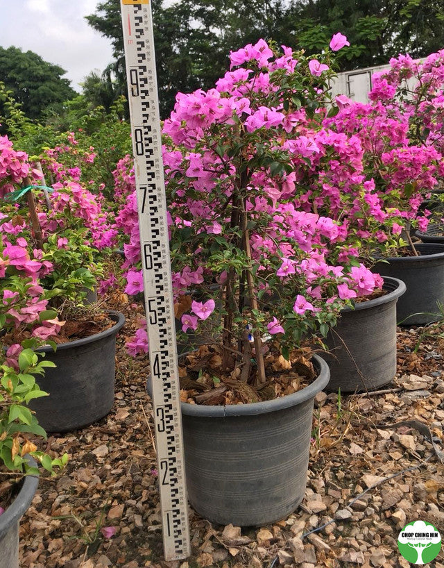 Bougainvillea glabra 'Magnifica'