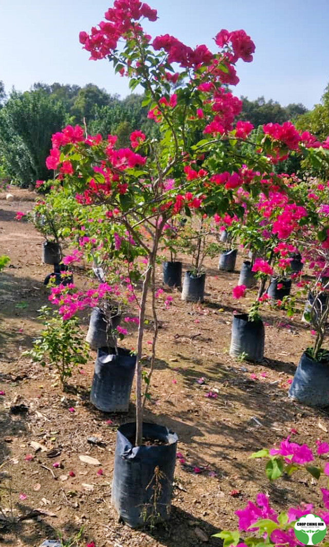 Bougainvillea glabra 'Magnifica'