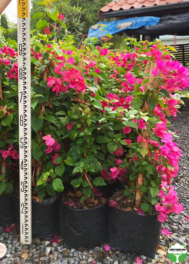Bougainvillea glabra 'Magnifica'