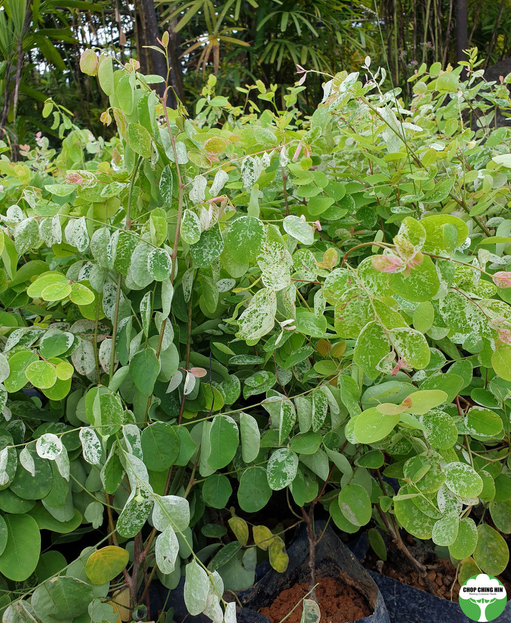 Breynia disticha 'Roseo-picta'