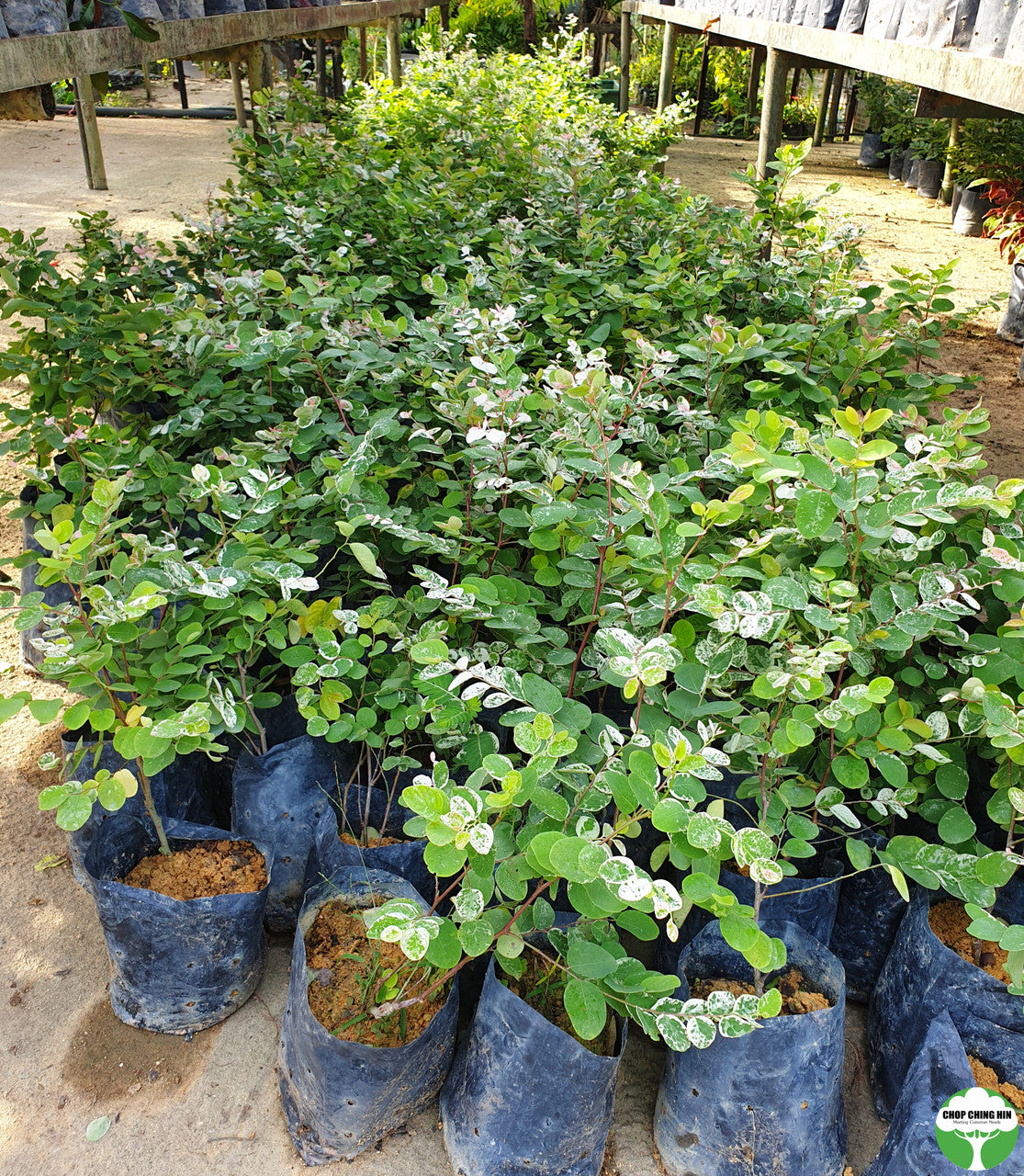 Breynia disticha 'Roseo-picta'