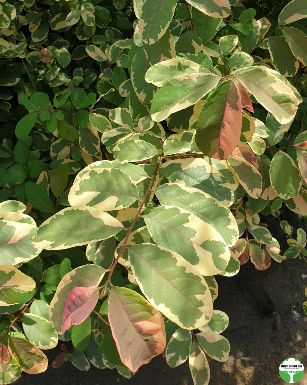 Bridelia ovata (variegated)